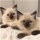 Mooie Ragdoll kittens baby's beschikbaar. - 0 - Thumbnail