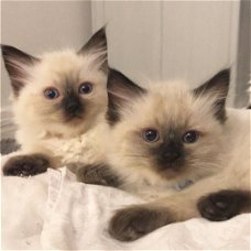 Mooie Ragdoll kittens baby's beschikbaar.