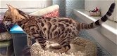 gezonde Bengaalse kittens ter adoptie - 0 - Thumbnail