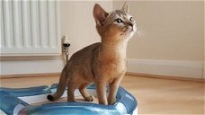 Mooie Abessijnse kittens beschikbaar