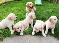 Mooie Golden Retriever-puppy's