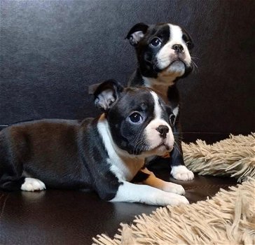 Mooie Boston Terriers - 0