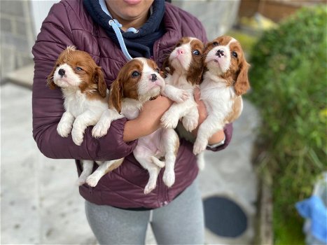 Leuke Cavapoo-puppy's beschikbaar - 0