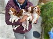 Leuke Cavapoo-puppy's beschikbaar - 0 - Thumbnail