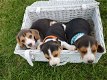 Mooie Beagle-puppy's - 0 - Thumbnail