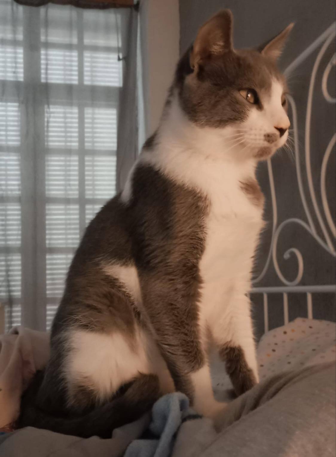 MJM Dogs Foundation: Filemon(gereserveerd) - Afbeelding 2