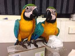 Topkwaliteit ara papegaaien - 0