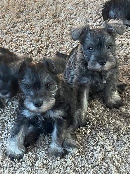 Schattige mannelijke en vrouwelijke Schnauzer-puppy's - 0