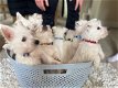 Mooie West Highland White Terrier-puppy's - 0 - Thumbnail