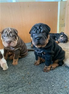 Schattige Shar Pei-puppy's