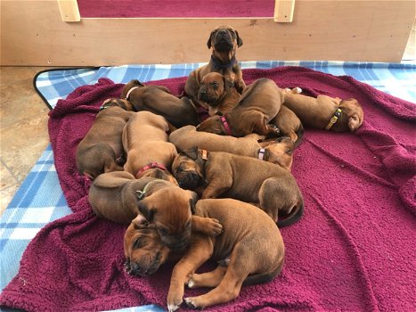 Prachtig nest van Rhodesian Ridgeback puppy's - 0