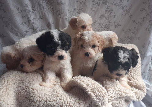 Schattige Cavachon-puppy's - 0