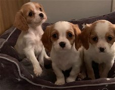 Schattige Cavalier Puppies