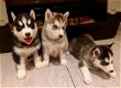 Leuke en schattige Siberische Husky-puppy's - 0 - Thumbnail