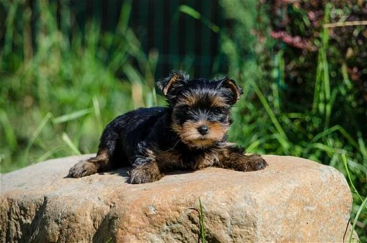 Schattige theekopje Yorkie Puppies te koop - 0