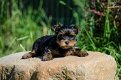 Schattige theekopje Yorkie Puppies te koop - 0 - Thumbnail