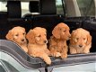 Goldendoodle-puppy's - 0 - Thumbnail