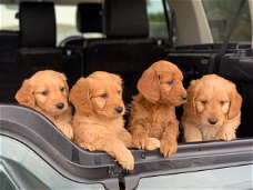 Goldendoodle-puppy's