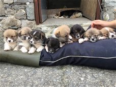 Pembrokeshire Corgi-puppy's
