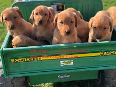 Prachtige Labrador-puppy's