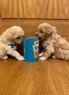 Mooie pups Maltipoo