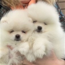 Gezonde en schattige puppy's van Pommeren beschikbaar