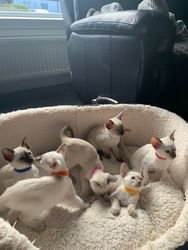 Mooie Siamese kittens. - 0