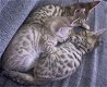 Geregistreerde Serengeti Kittens - 0 - Thumbnail