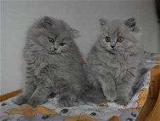 Prachtige Britse langhaar kittens