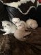 Geregistreerde exotische kittens - 0 - Thumbnail
