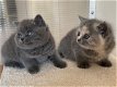 Brits korthaar kittens. - 0 - Thumbnail