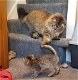 Mooie Pixiebob Kittens - 0 - Thumbnail