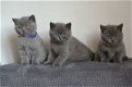 Schattige blauwe Britse korthaar kittens. - 0 - Thumbnail