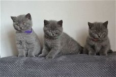 Schattige blauwe Britse korthaar kittens.