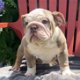 English Bulldog Puppies - 0 - Thumbnail