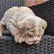 English Bulldog Puppies - 1 - Thumbnail