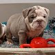 English Bulldog Puppies - 2 - Thumbnail