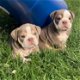 English Bulldog Puppies - 3 - Thumbnail