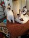 Seal Point Siamese kittens. - 0 - Thumbnail