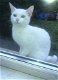 Zuivere witte Turkse Angora-kittens. - 0 - Thumbnail