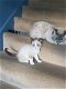 Prachtige stamboom Snowshoe Kittens. - 0 - Thumbnail