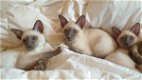 Prachtige blauwe Point Siamese Kittens. - 0 - Thumbnail