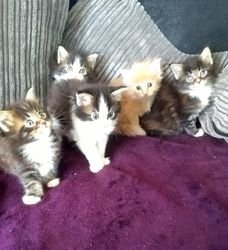 Maine Coon Kittens ter adoptie