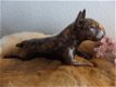 Bull Terrier beeld los of als set incl. urn te koop - 1 - Thumbnail