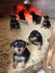 Airedale Terrier-puppy's - 0