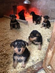 Airedale Terrier-puppy's