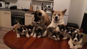 Amerikaanse Akita-puppy's - 0