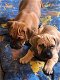 Boerboel pups - 0 - Thumbnail