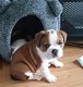 Dikke Engelse Bulldog-puppy's. - 0 - Thumbnail