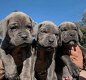 Kwaliteit Cane Corso Puppies. - 0 - Thumbnail